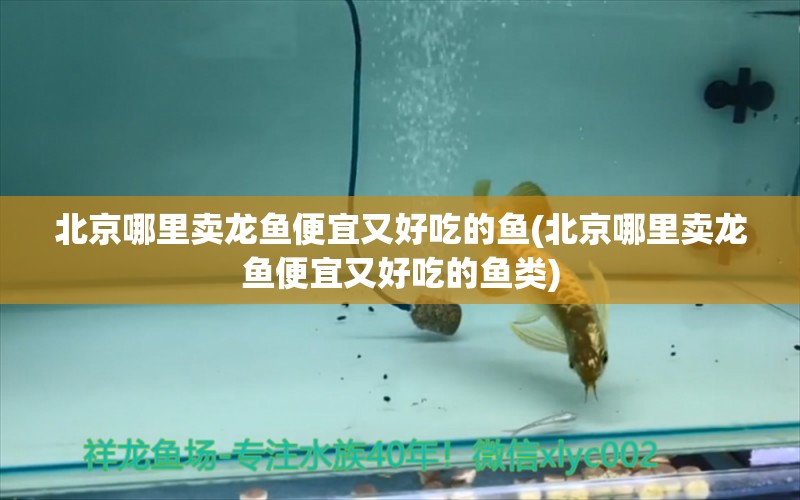 北京哪里賣龍魚便宜又好吃的魚(北京哪里賣龍魚便宜又好吃的魚類) 非洲金鼓魚