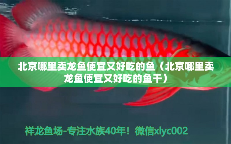 北京哪里賣龍魚便宜又好吃的魚（北京哪里賣龍魚便宜又好吃的魚干）