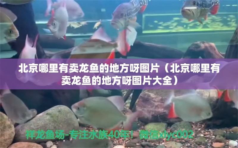 北京哪里有賣(mài)龍魚(yú)的地方呀圖片（北京哪里有賣(mài)龍魚(yú)的地方呀圖片大全）