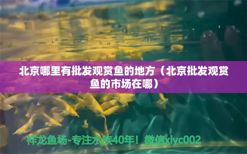 北京哪里有批發(fā)觀賞魚的地方（北京批發(fā)觀賞魚的市場在哪）