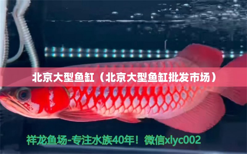 北京大型魚缸（北京大型魚缸批發(fā)市場） 其他品牌魚缸