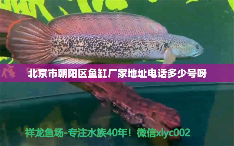 北京市朝陽區(qū)魚缸廠家地址電話多少號(hào)呀 祥龍魚場