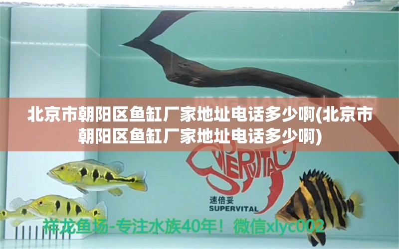 北京市朝陽區(qū)魚缸廠家地址電話多少啊(北京市朝陽區(qū)魚缸廠家地址電話多少啊)