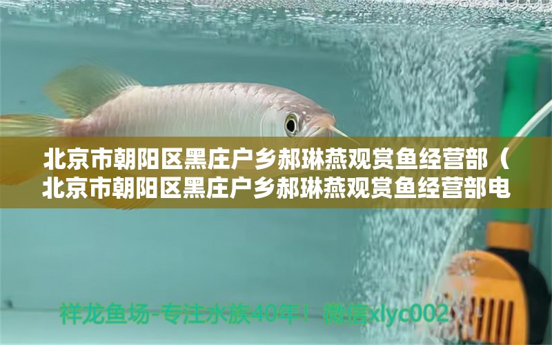 北京市朝陽區(qū)黑莊戶鄉(xiāng)郝琳燕觀賞魚經(jīng)營部（北京市朝陽區(qū)黑莊戶鄉(xiāng)郝琳燕觀賞魚經(jīng)營部電話）