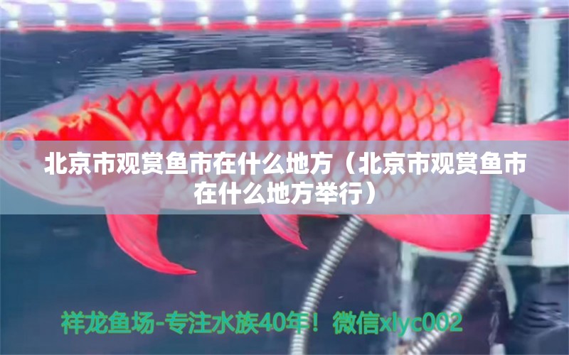 北京市觀賞魚市在什么地方（北京市觀賞魚市在什么地方舉行） 黃金斑馬魚