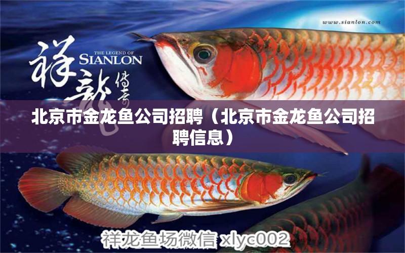 北京市金龍魚公司招聘（北京市金龍魚公司招聘信息）