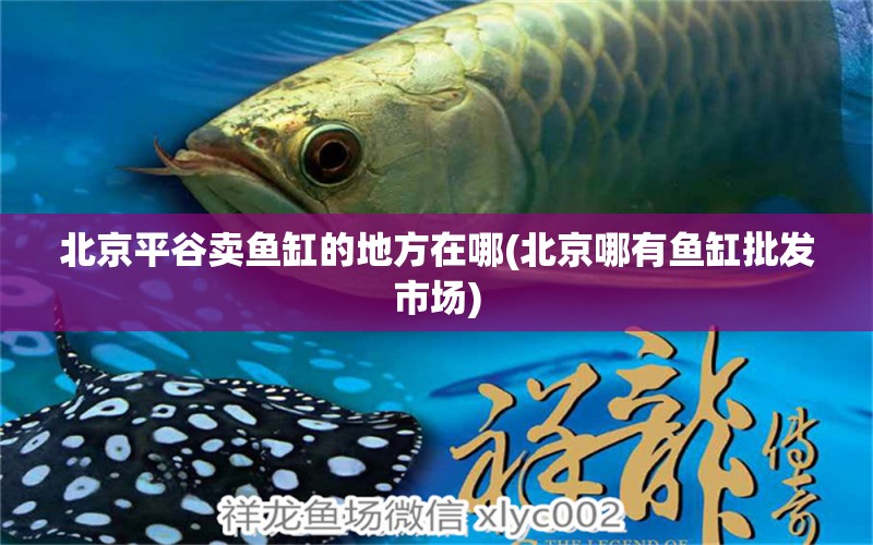 北京平谷賣魚缸的地方在哪(北京哪有魚缸批發(fā)市場(chǎng)) 杰西卡恐龍魚