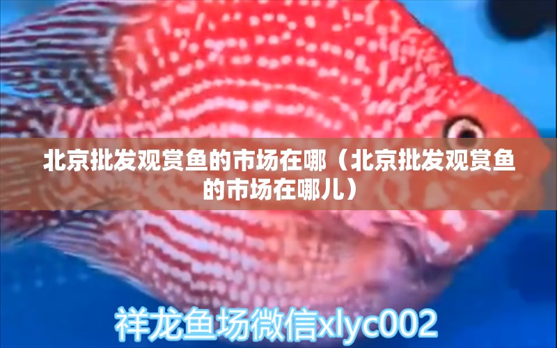 北京批發(fā)觀賞魚的市場在哪（北京批發(fā)觀賞魚的市場在哪兒）