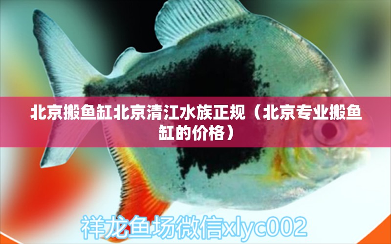 北京搬魚缸北京清江水族正規(guī)（北京專業(yè)搬魚缸的價格）