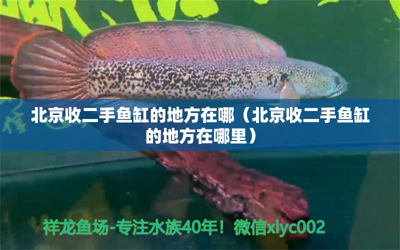 北京收二手魚缸的地方在哪（北京收二手魚缸的地方在哪里）