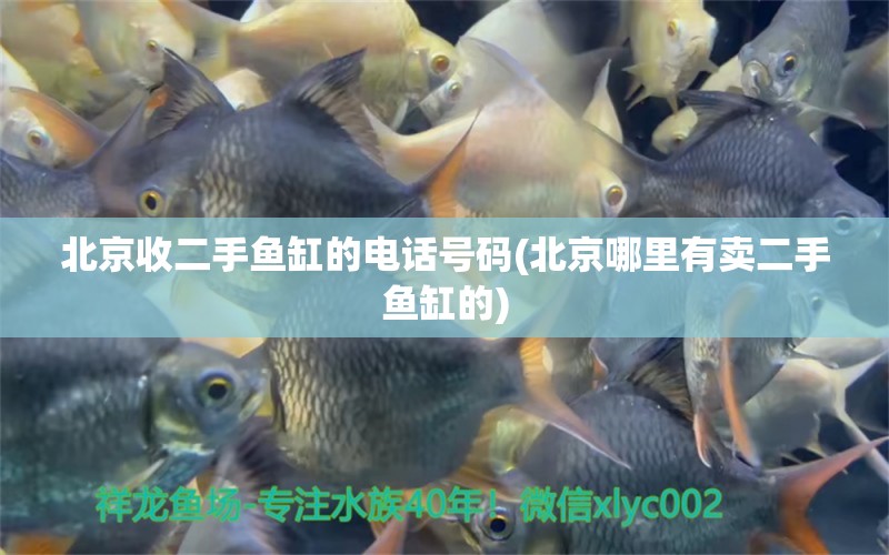 北京收二手魚(yú)缸的電話號(hào)碼(北京哪里有賣(mài)二手魚(yú)缸的) 魚(yú)缸/水族箱