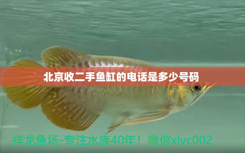 北京收二手魚缸的電話是多少號(hào)碼 