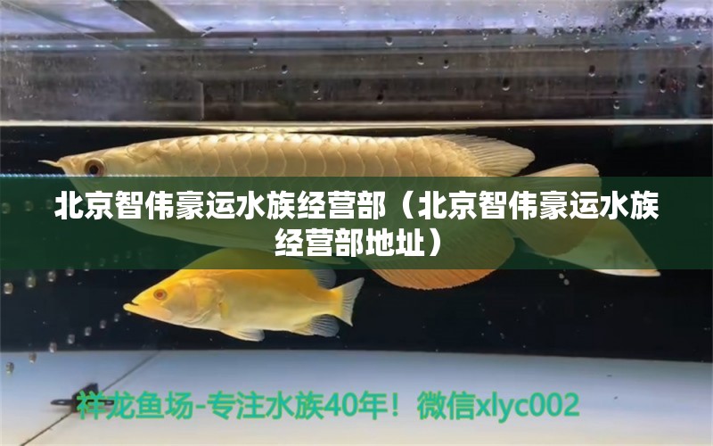 北京智偉豪運水族經(jīng)營部（北京智偉豪運水族經(jīng)營部地址）