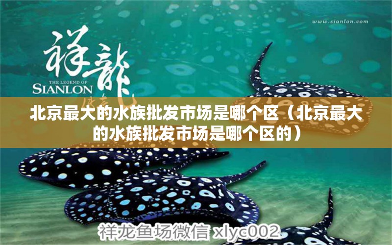 北京最大的水族批發(fā)市場是哪個區(qū)（北京最大的水族批發(fā)市場是哪個區(qū)的）