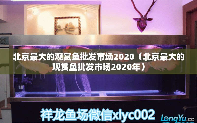 北京最大的觀賞魚批發(fā)市場(chǎng)2020（北京最大的觀賞魚批發(fā)市場(chǎng)2020年）