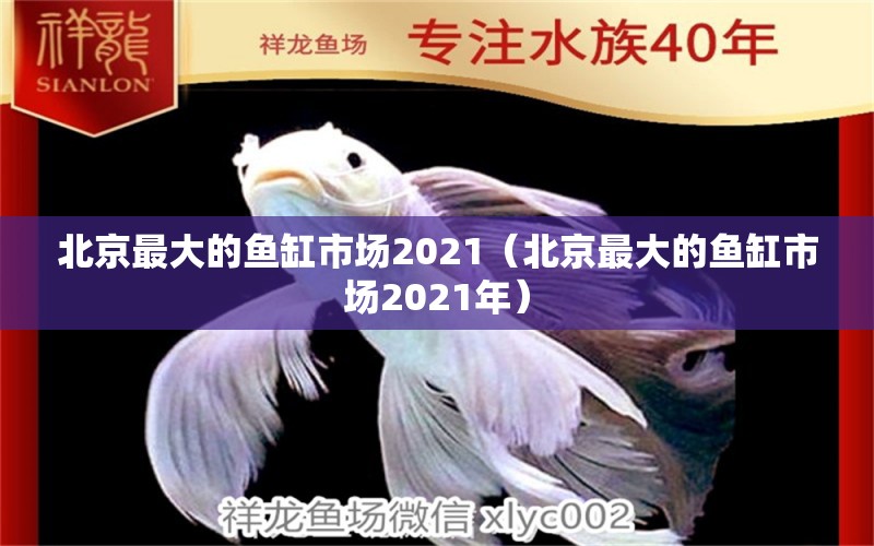 北京最大的魚缸市場2021（北京最大的魚缸市場2021年）