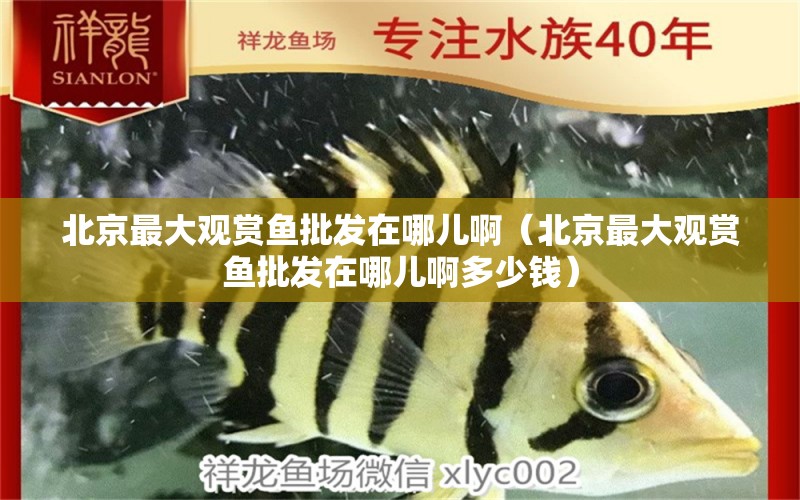 北京最大觀賞魚批發(fā)在哪兒啊（北京最大觀賞魚批發(fā)在哪兒啊多少錢）