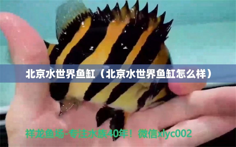 北京水世界魚缸（北京水世界魚缸怎么樣）