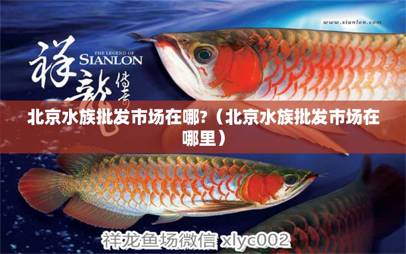 北京水族批發(fā)市場(chǎng)在哪?（北京水族批發(fā)市場(chǎng)在哪里）