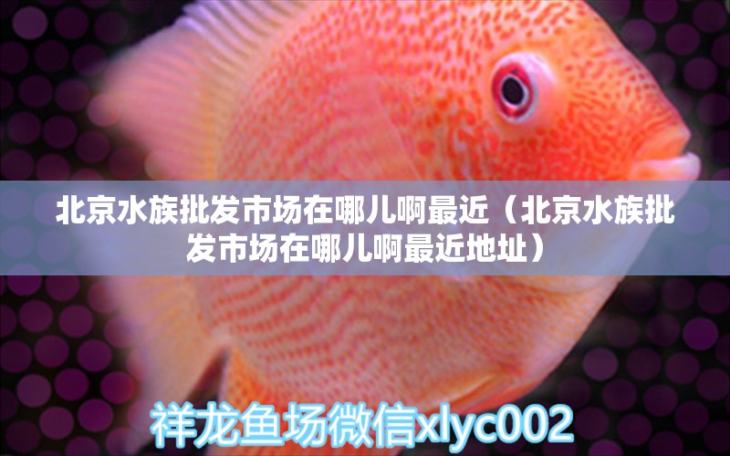 北京水族批發(fā)市場(chǎng)在哪兒啊最近（北京水族批發(fā)市場(chǎng)在哪兒啊最近地址）