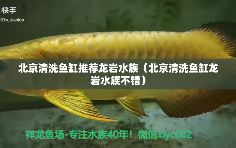 北京清洗魚缸推薦龍巖水族（北京清洗魚缸龍巖水族不錯(cuò)）