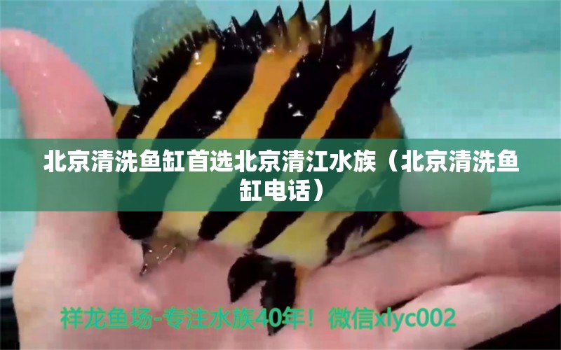 北京清洗魚缸首選北京清江水族（北京清洗魚缸電話）