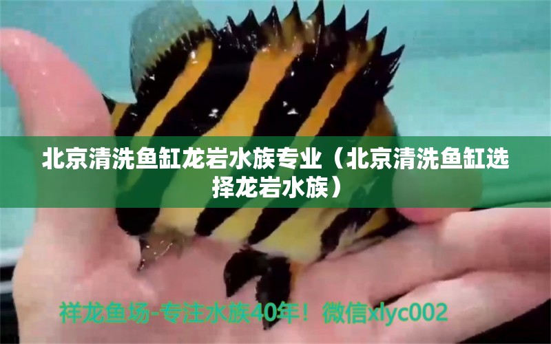 北京清洗魚缸龍巖水族專業(yè)（北京清洗魚缸選擇龍巖水族）