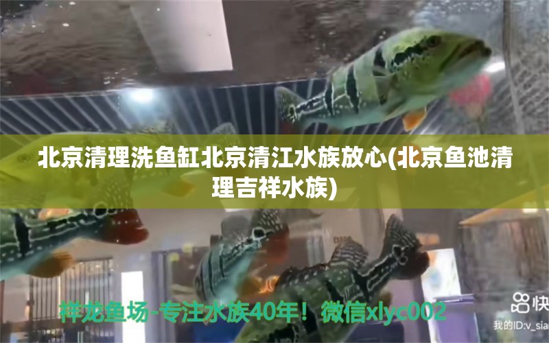 北京清理洗魚缸北京清江水族放心(北京魚池清理吉祥水族) 水族世界