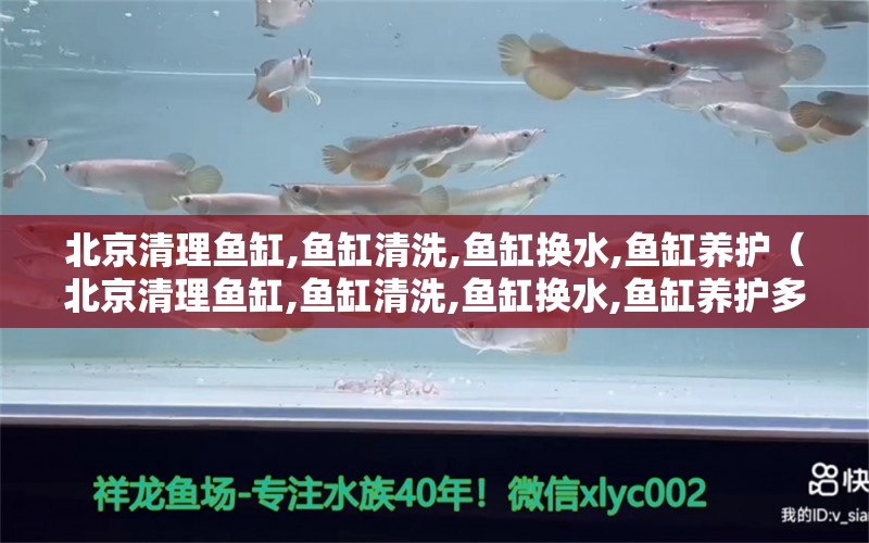 北京清理魚缸,魚缸清洗,魚缸換水,魚缸養(yǎng)護（北京清理魚缸,魚缸清洗,魚缸換水,魚缸養(yǎng)護多少錢）