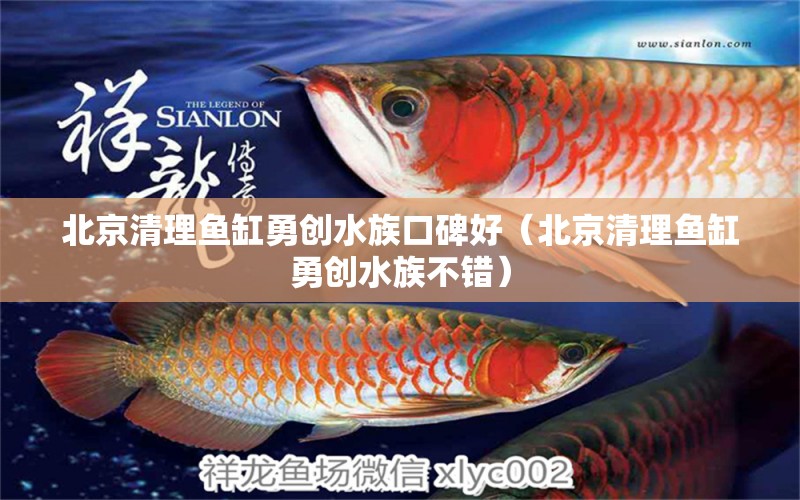 北京清理魚缸勇創(chuàng)水族口碑好（北京清理魚缸勇創(chuàng)水族不錯(cuò)）