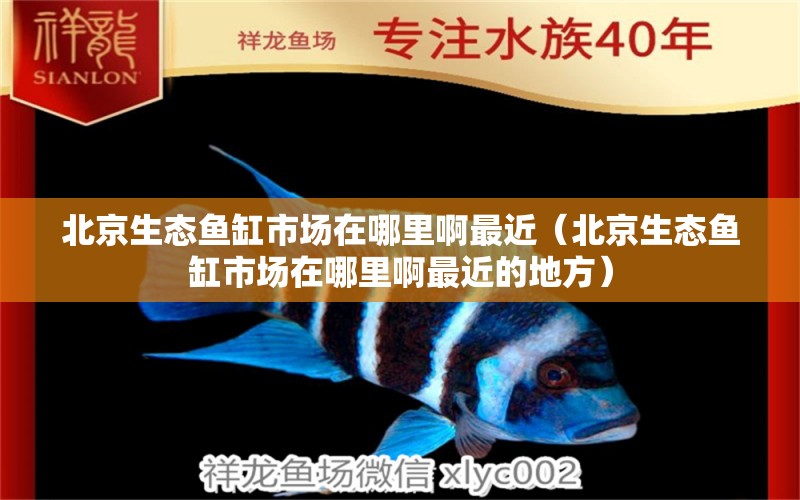 北京生態(tài)魚缸市場在哪里啊最近（北京生態(tài)魚缸市場在哪里啊最近的地方）