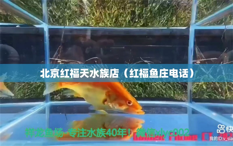 北京紅福天水族店（紅福魚莊電話）