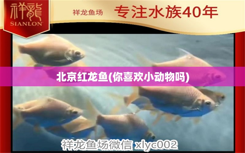 北京紅龍魚(你喜歡小動物嗎)