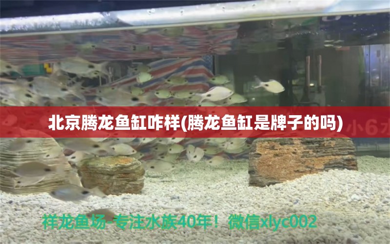 北京騰龍魚缸咋樣(騰龍魚缸是牌子的嗎) 蘇虎