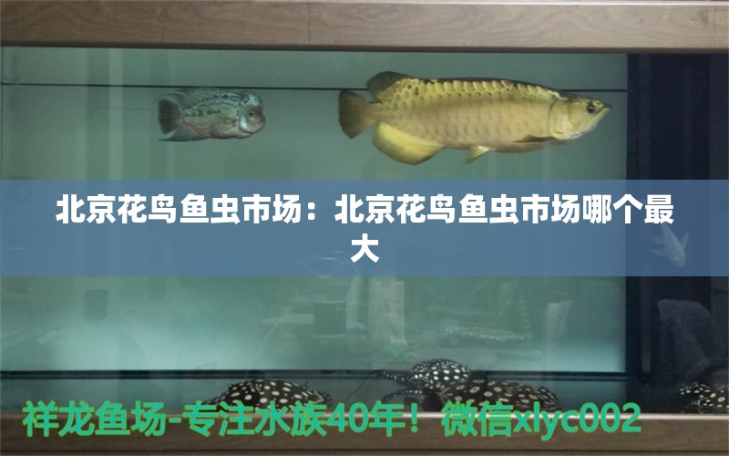 北京花鳥魚蟲市場：北京花鳥魚蟲市場哪個最大 過背金龍魚