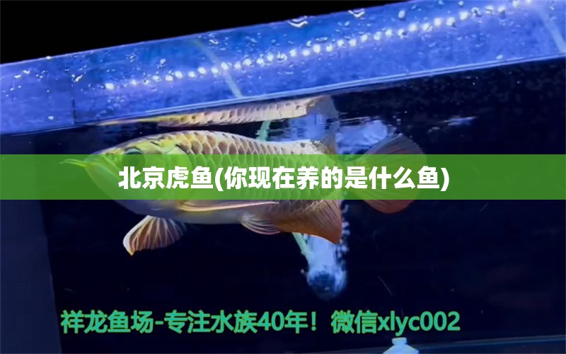 北京虎魚(你現(xiàn)在養(yǎng)的是什么魚) 虎魚百科