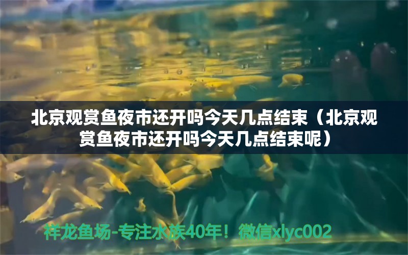 北京觀賞魚夜市還開嗎今天幾點結束（北京觀賞魚夜市還開嗎今天幾點結束呢）