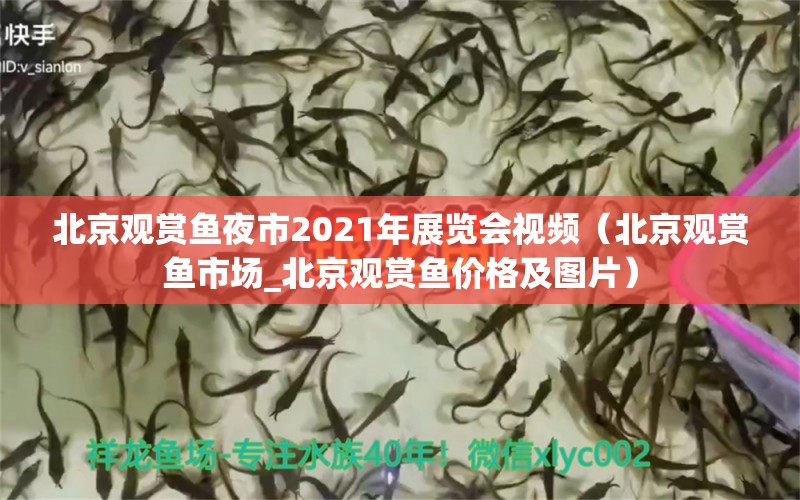 北京觀賞魚夜市2021年展覽會視頻（北京觀賞魚市場_北京觀賞魚價格及圖片）