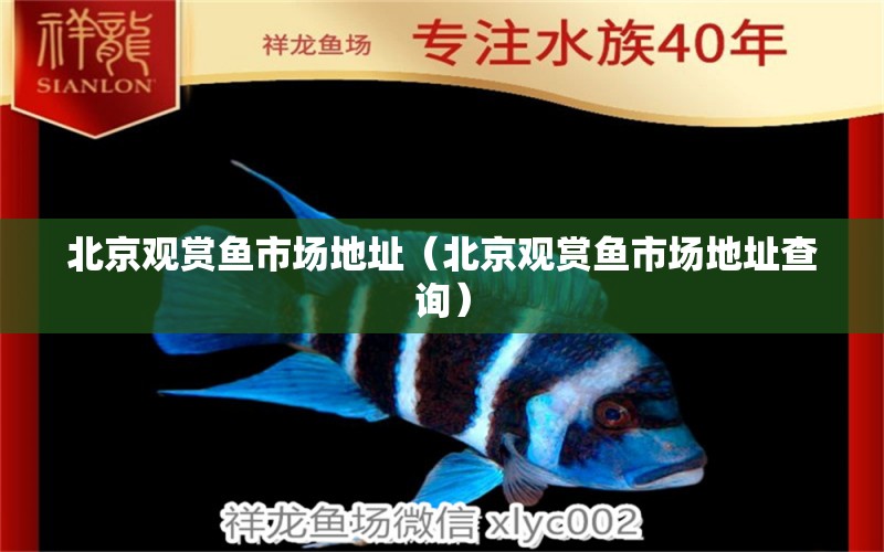 北京觀賞魚市場地址（北京觀賞魚市場地址查詢） 垂釣樂園