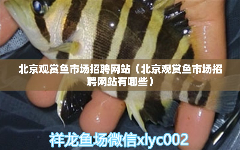 北京觀賞魚市場招聘網(wǎng)站（北京觀賞魚市場招聘網(wǎng)站有哪些） 觀賞魚市場（混養(yǎng)魚）