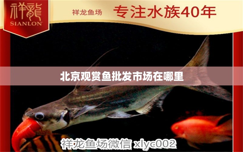 北京觀賞魚批發(fā)市場在哪里 觀賞魚批發(fā)