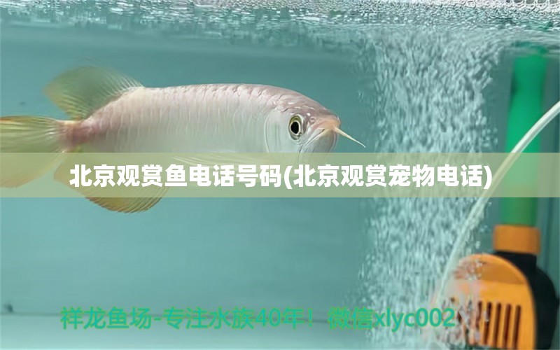 北京觀賞魚電話號(hào)碼(北京觀賞寵物電話) 廣州水族批發(fā)市場