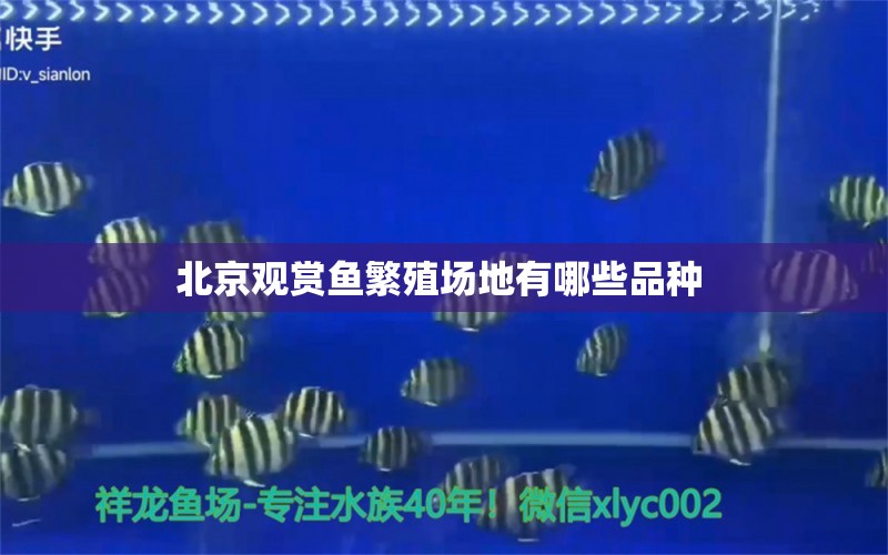 北京觀賞魚(yú)繁殖場(chǎng)地有哪些品種  名貴錦鯉魚(yú)