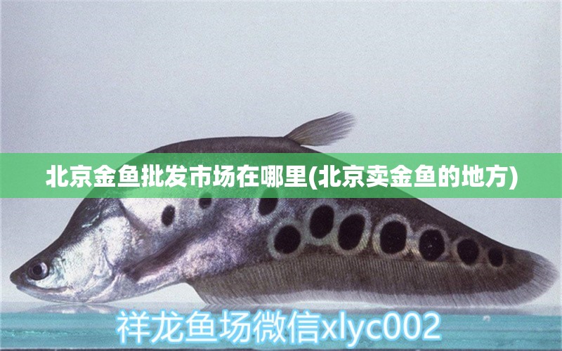 北京金魚批發(fā)市場在哪里(北京賣金魚的地方)