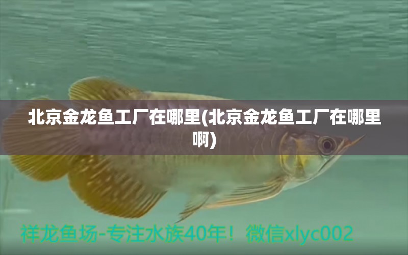 北京金龍魚工廠在哪里(北京金龍魚工廠在哪里啊) 銀龍魚苗