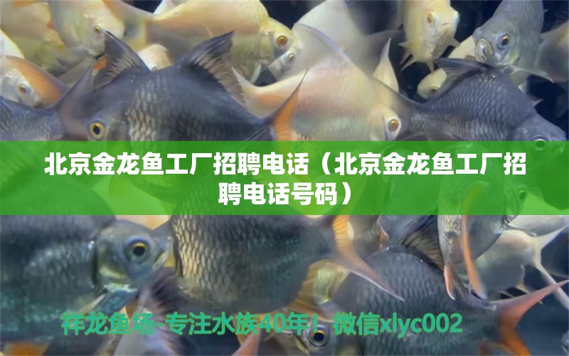 北京金龍魚(yú)工廠(chǎng)招聘電話(huà)（北京金龍魚(yú)工廠(chǎng)招聘電話(huà)號(hào)碼）