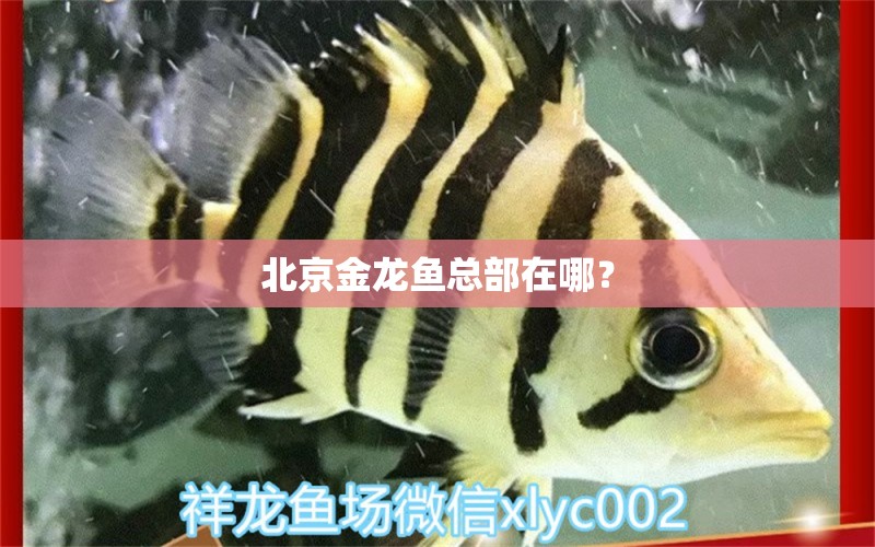 北京金龍魚(yú)總部在哪？