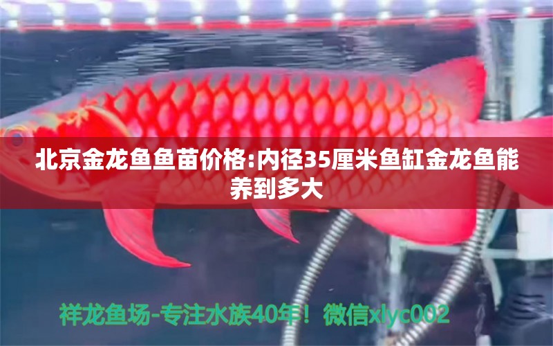 北京金龍魚(yú)魚(yú)苗價(jià)格:內(nèi)徑35厘米魚(yú)缸金龍魚(yú)能養(yǎng)到多大 龍魚(yú)批發(fā)