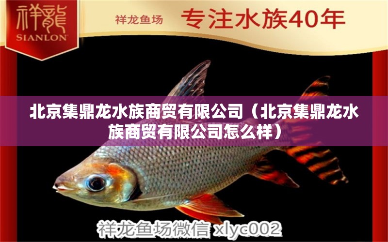 北京集鼎龍水族商貿(mào)有限公司（北京集鼎龍水族商貿(mào)有限公司怎么樣）