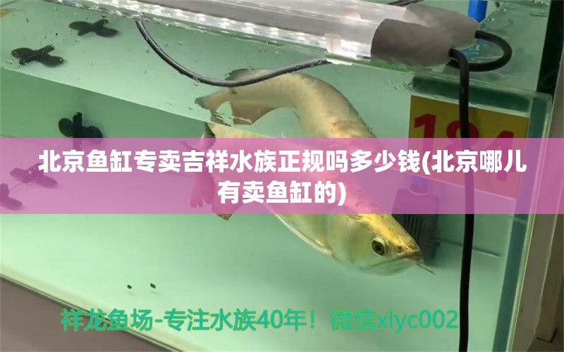 北京魚缸專賣吉祥水族正規(guī)嗎多少錢(北京哪兒有賣魚缸的) 印尼虎苗